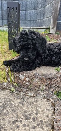 Nur noch Havapoo Rocky sucht sein Traum Zuhause
