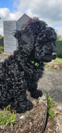 Nur noch Havapoo Rocky sucht sein Traum Zuhause
