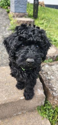 Nur noch Havapoo Rocky sucht sein Traum Zuhause