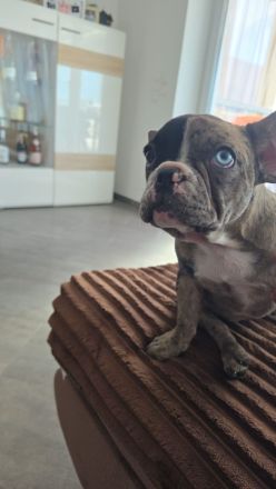 Exklusive Französische Bulldogge