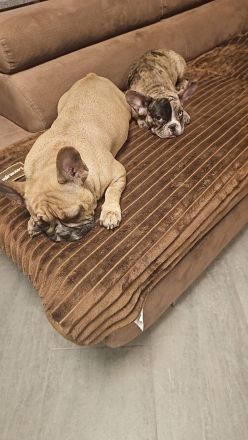 Exklusive Französische Bulldogge