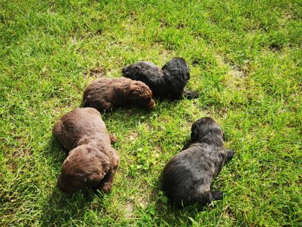 Labrador Doodle Welpen sind da