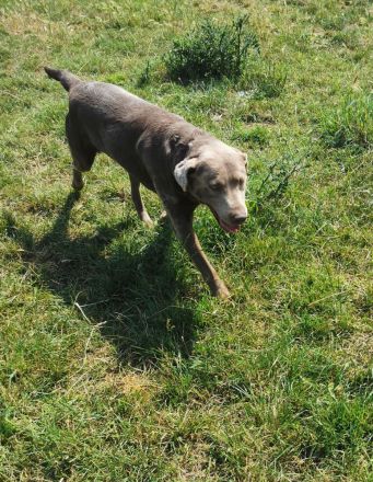 Labrador Doodle Welpen sind da