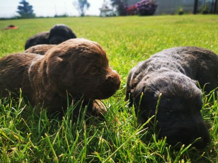 Labrador Doodle Welpen sind da