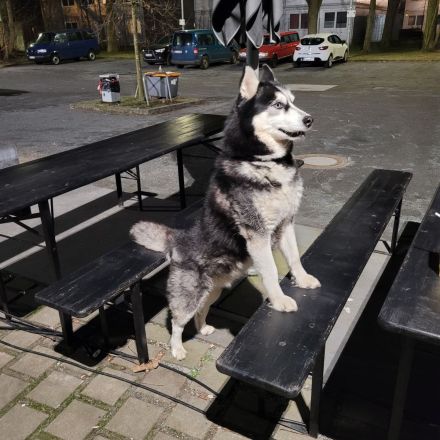 Reinrassiger Siberian Husky „Blu“ (8 Jahre) sucht ein liebevolles Zuhause mit Herz und Zeit