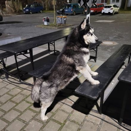 Reinrassiger Siberian Husky „Blu“ (8 Jahre) sucht ein liebevolles Zuhause mit Herz und Zeit