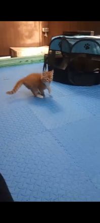 Maine coon xxl kitten reinrassig Red tabby White und blau silver tabby White mit wunderschönen Augen