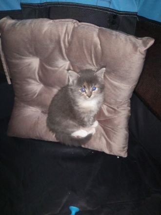 Maine coon xxl kitten blacksilver/smoke tabby white mit sehr schöne Augen