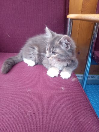 Maine coon xxl Weibchen kitten reinrassig blau silver tabby White mit wunderschönen Augen