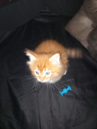 Maine coon xxl kitten reinrassig Red tabby White und blau silver tabby White mit wunderschönen Augen