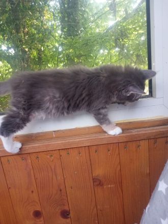 Maine coon xxl kitten reinrassig Red tabby White und blau silver tabby White mit wunderschönen Augen