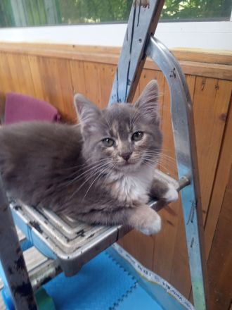 Maine coon xxl Weibchen kitten reinrassig blau silver tabby White mit wunderschönen Augen