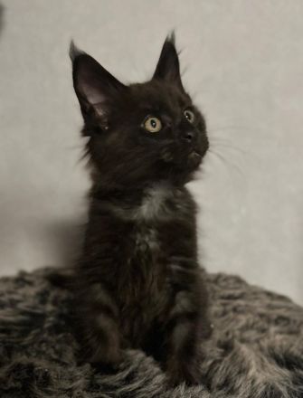 Maine Coon Kitten