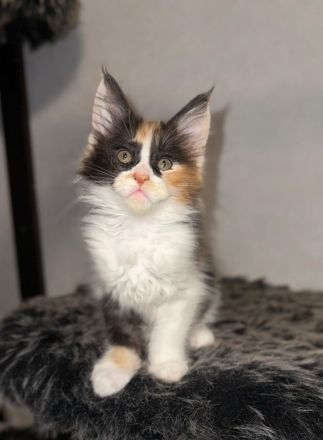 Maine Coon Kitten