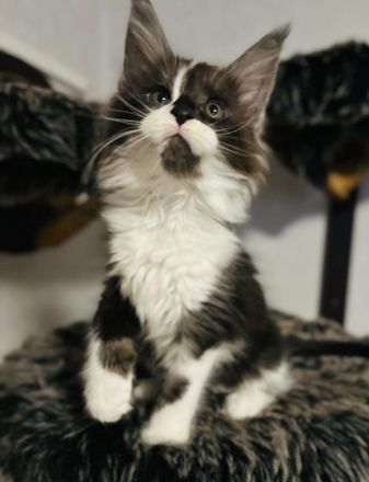 Maine Coon Kitten