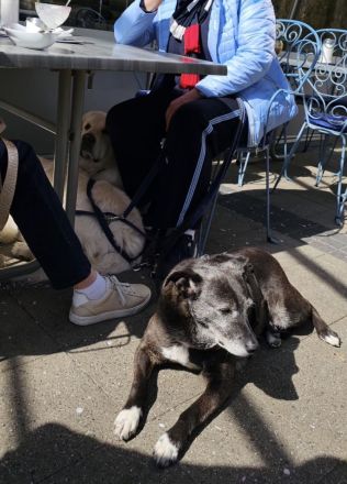 Blacky - sehr freundlich, verschmust, verträglich und lebensfroh 😊