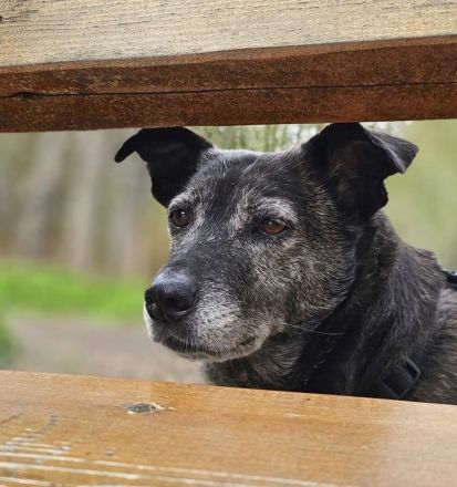 Blacky - sehr freundlich, verschmust, verträglich und lebensfroh 😊