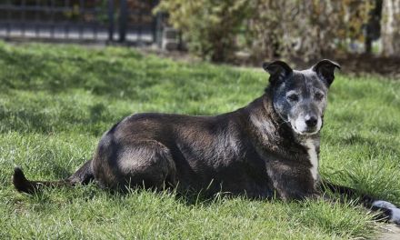 Blacky - sehr freundlich, verschmust, verträglich und lebensfroh 😊