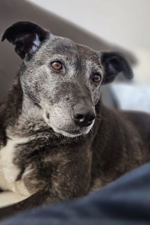 Blacky - sehr freundlich, verschmust, verträglich und lebensfroh 😊