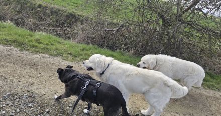 Blacky - sehr freundlich, verschmust, verträglich und lebensfroh 😊