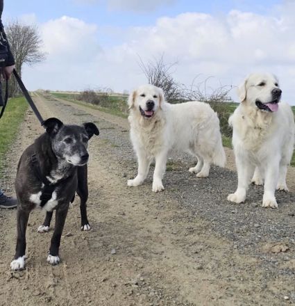 Blacky - sehr freundlich, verschmust, verträglich und lebensfroh 😊
