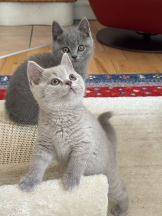 BKH Kitten mit Stammbaum geimpft