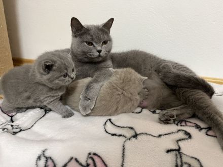 BKH Kitten mit Stammbaum geimpft