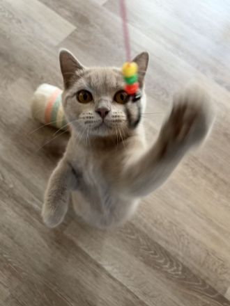 BKH Kitten mit Stammbaum 2 x geimpft