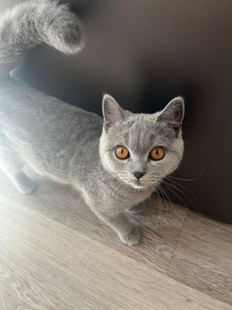 BKH Kitten mit Stammbaum 2 x geimpft