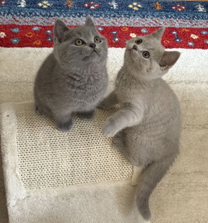 BKH Kitten mit Stammbaum geimpft