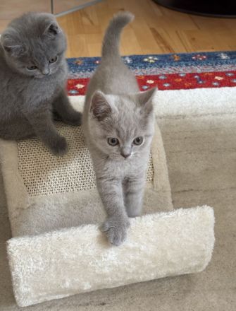 BKH Kitten mit Stammbaum geimpft