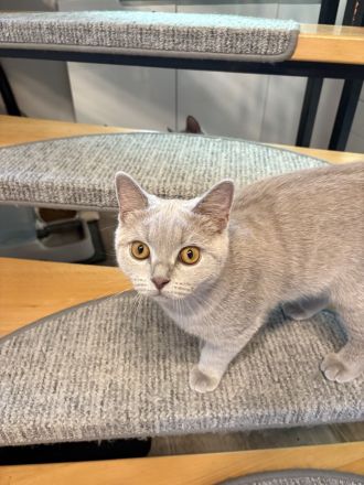 BKH Kitten mit Stammbaum 2 x geimpft