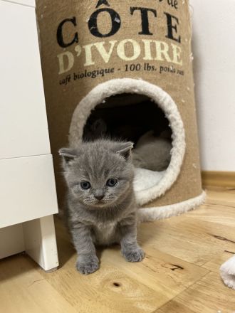 BKH Kitten mit Stammbaum geimpft