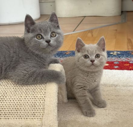BKH Kitten mit Stammbaum geimpft