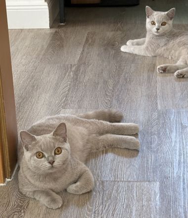 BKH Kitten mit Stammbaum 2 x geimpft