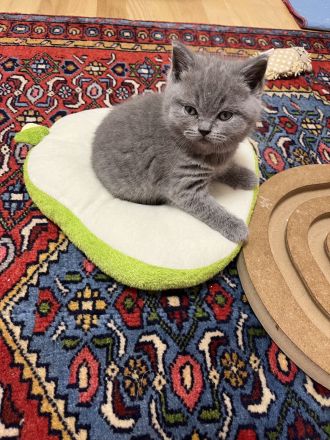 BKH Kitten mit Stammbaum geimpft