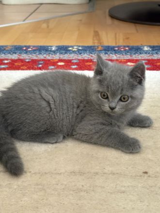BKH Kitten mit Stammbaum geimpft