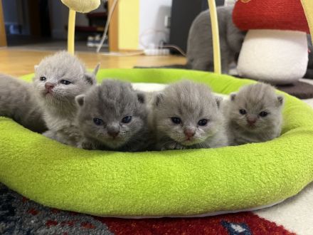 BKH Kitten mit Stammbaum geimpft