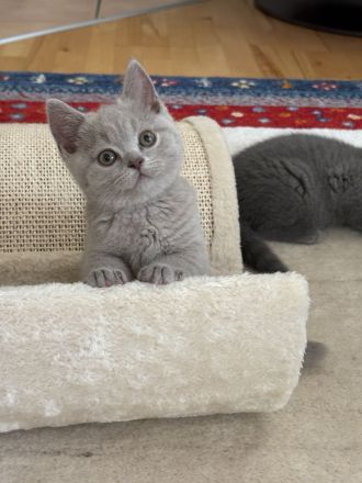 BKH Kitten mit Stammbaum geimpft