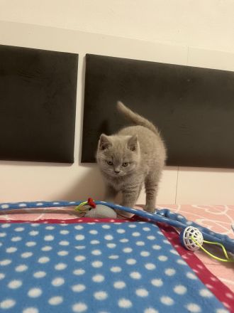 BKH Kitten mit Stammbaum geimpft