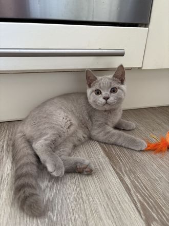 BKH Kitten mit Stammbaum 2 x geimpft