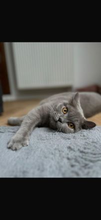 BKH Kitten mit Stammbaum geimpft