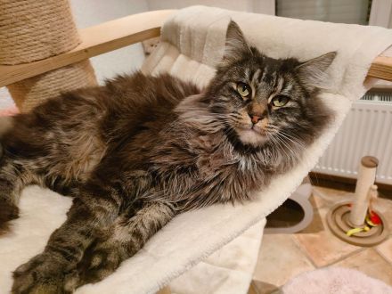 Maine Coon Mädchen, im Wildlook mit Stammbaum