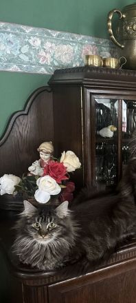 Maine Coon Mädchen, im Wildlook mit Stammbaum