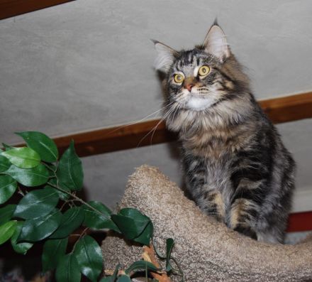 Maine Coon Mädchen, im Wildlook mit Stammbaum