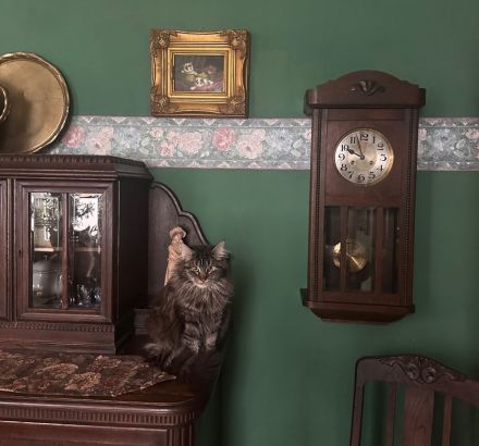 Maine Coon Mädchen, im Wildlook mit Stammbaum