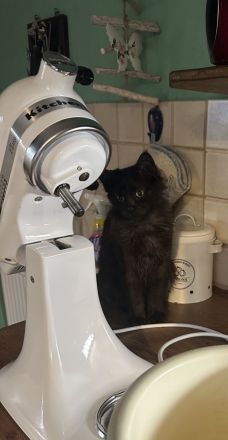 Maine Coon Lady in black
