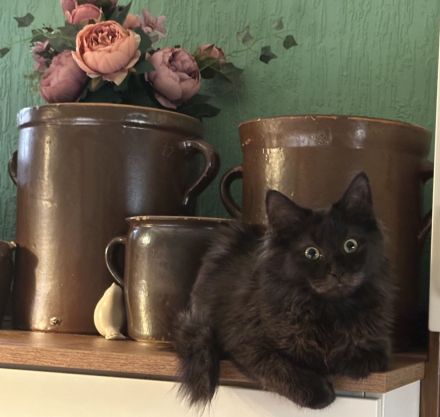 Maine Coon Lady in black
