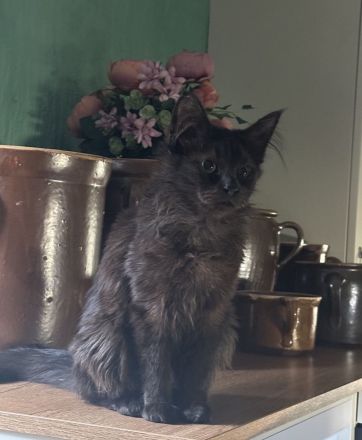 Maine Coon Lady in black