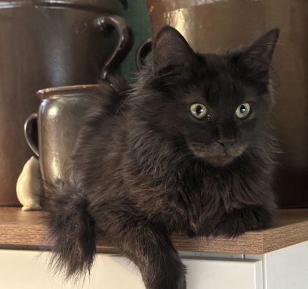 Maine Coon Lady in black